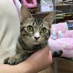 保護猫 ビビちゃん