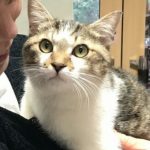 保護猫 カトちゃん