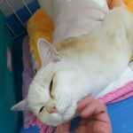 保護猫 もみちゃん (男の子)