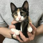 保護猫 3姉妹 ミケちゃん