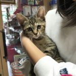 保護猫 3姉妹 キジちゃん