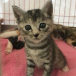 こはくっ子 こんちゃん