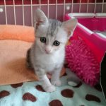 保護猫 ののちゃん