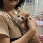 こはくっ子 つくしくん