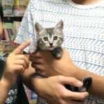 保護猫 のーちゃん