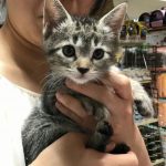 保護猫 たーちゃん