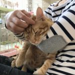 保護猫 シロちゃん