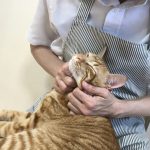 保護猫 チビちゃん