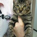 保護猫 ビバノン