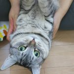 保護猫 トマトちゃん