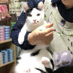 保護猫 ほくとくん