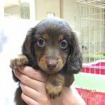 ミニチュアダックスフンド 女の子 8月20日生まれ チョコレート&タン 宮崎県出身