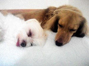 ひかりときょんきょん