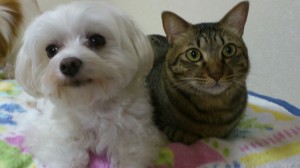 ひかりと優次郎