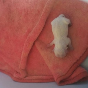 マルチーズ赤ちゃん