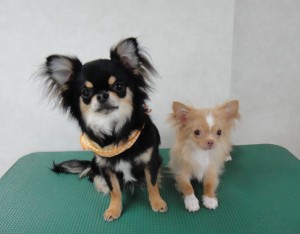 デルちゃんとマイコー