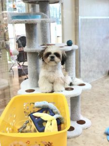 17-12-13-04-04-25-729_deco